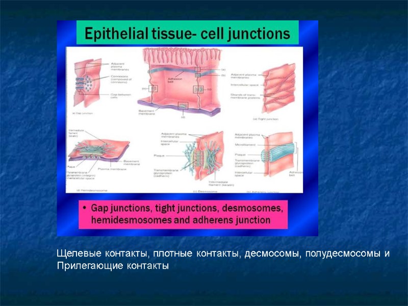 Щелевые контакты, плотные контакты, десмосомы, полудесмосомы и  Прилегающие контакты